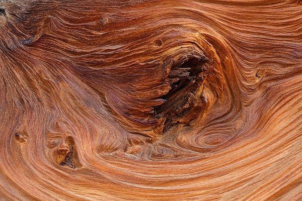 Jones, Adam 아티스트의 Pattern in wood of Bristlecone pine-White Mountains-Inyo National Forest-California작품입니다.